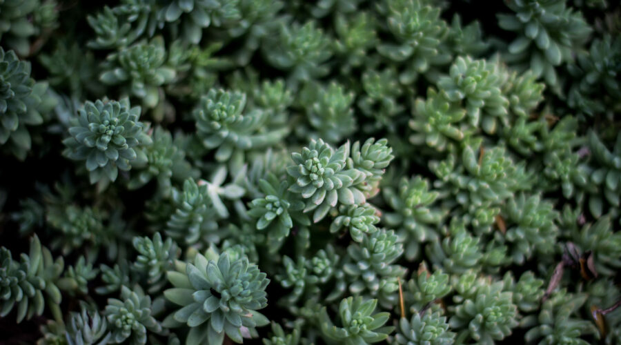 photo-1436985487860-712a3b558087